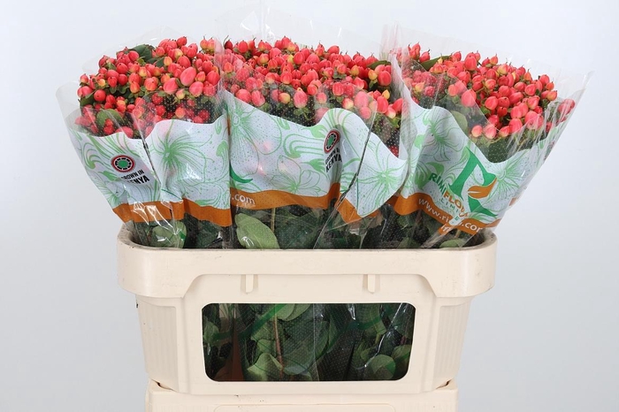 <h4>Hyp Mag Roy Princess</h4>