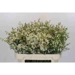 Chamelaucium Ofir