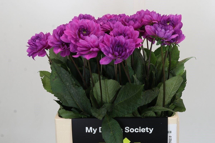 <h4>Dahlia DE 'Karma Lagoon'</h4>