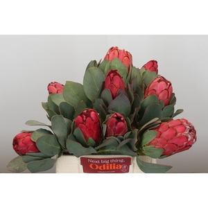 Protea Grandiceps