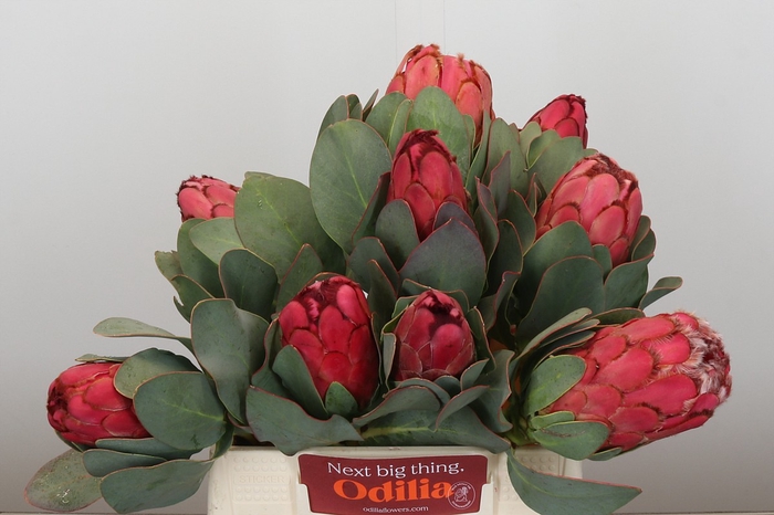 <h4>Protea Grandiceps</h4>