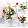 Anthurium mix in P&PURE Jade ceramics