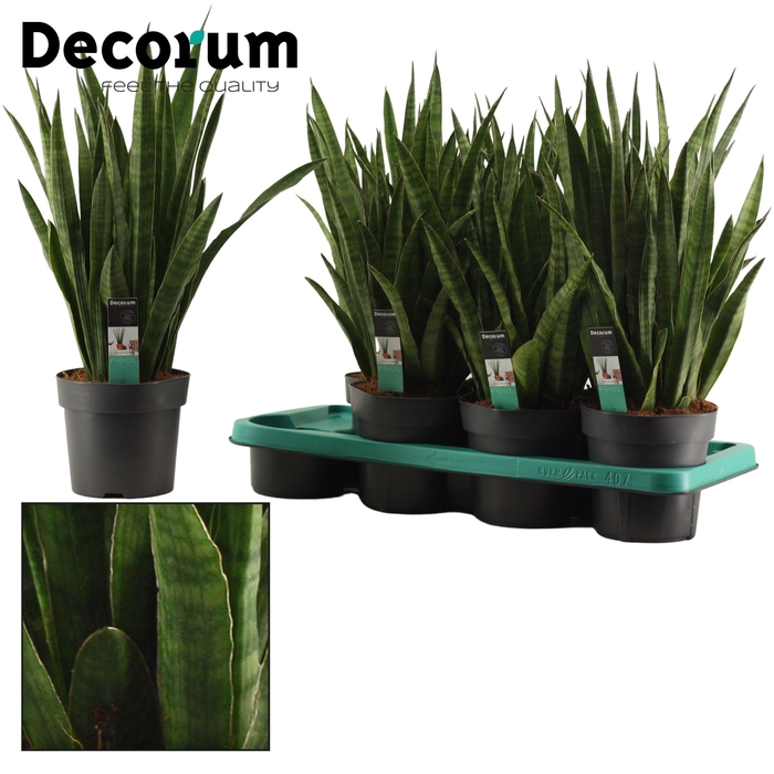 <h4>Sansevieria Javanica 14 cm (Decorum)</h4>