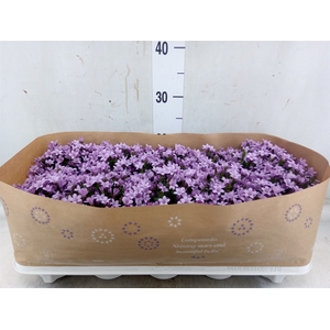 Campanula porten.