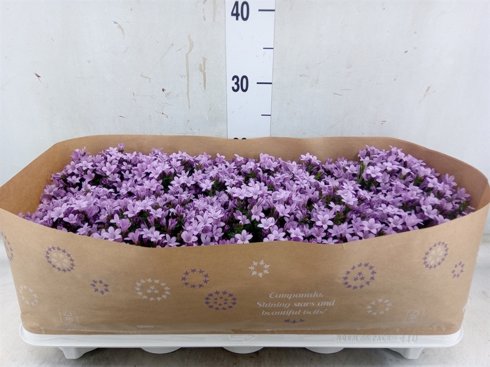 <h4>Campanula porten.</h4>