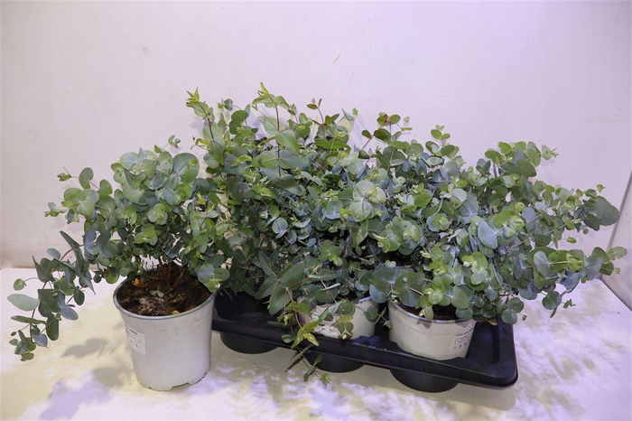 <h4>arr8 Eucal Cinerea</h4>