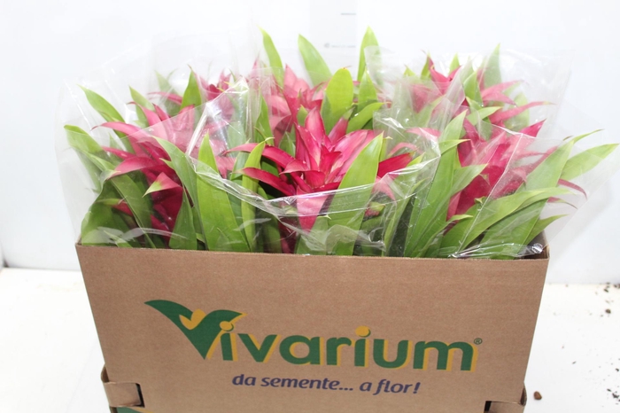 <h4>GUZM. ROXA P14</h4>