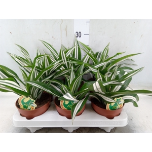 Dracaena fr de 'White Green'