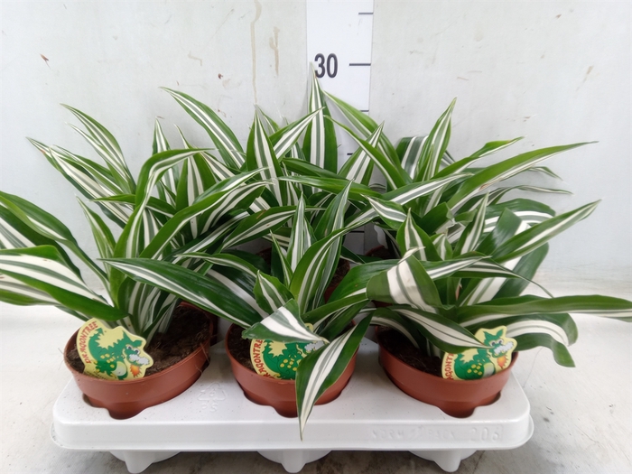 <h4>Dracaena fr de 'White Green'</h4>