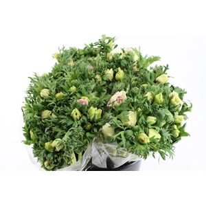 Anem Marianne Panda White