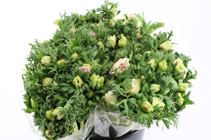 <h4>Anem Marianne Panda White</h4>