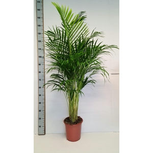 DYPSIS LUTESCENS