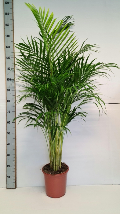 <h4>DYPSIS LUTESCENS</h4>