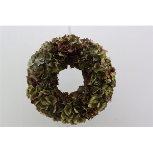 Wr Hydrangea Dried 35cm