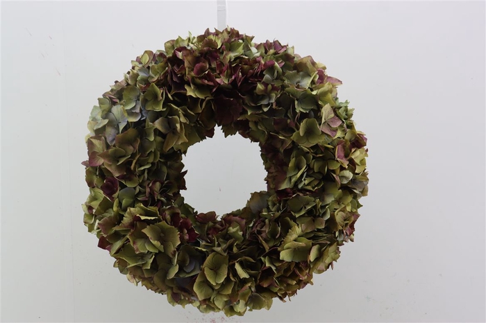<h4>Wr Hydrangea Dried 35cm</h4>