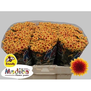 CHR S MA TY  SUNRISE