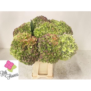 HYDR M ROY GRANDE CL