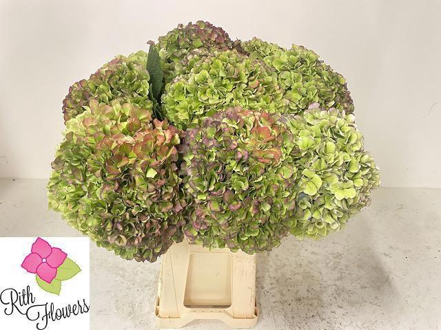 <h4>HYDR M ROY GRANDE CL</h4>