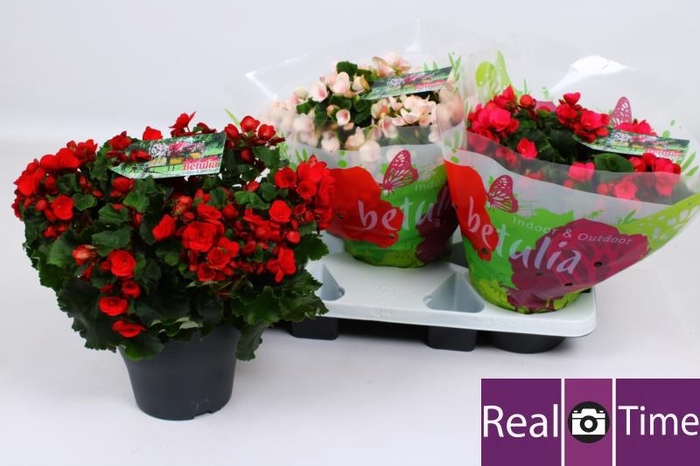<h4>BEG EN BETULIA GEM</h4>