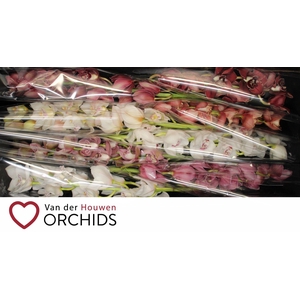 Gemengd 80 cm Valentijn