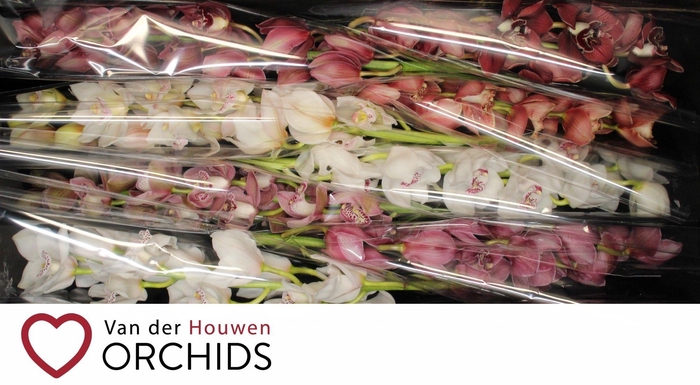 <h4>Gemengd 80 cm Valentijn</h4>