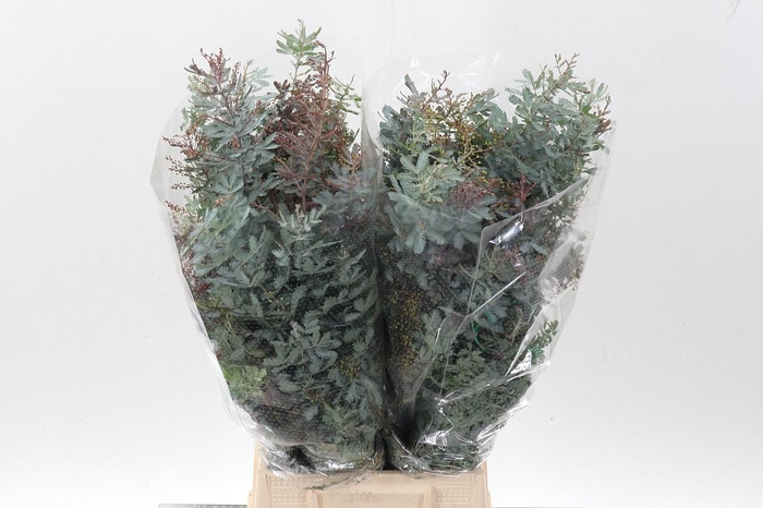 <h4>Acacia Bl B Purp Bs</h4>