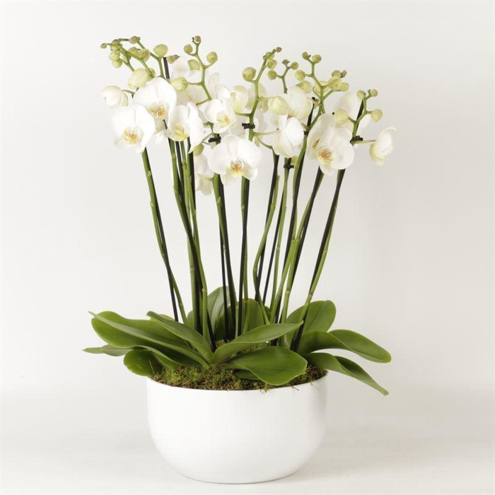 <h4>Phalaenopsis   ...white</h4>