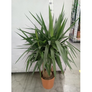 Yucca elephantipes   ...