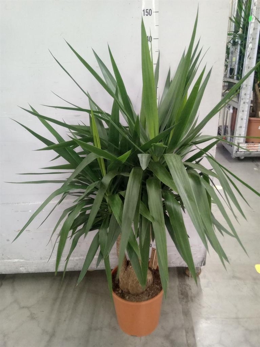 <h4>Yucca elephantipes ...</h4>