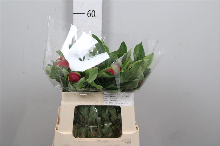 <h4>Paeo Red Charm</h4>