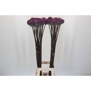 ALLIUM SUMMER DRUMMER