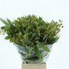 Euca Robusta Berries 300 Gram