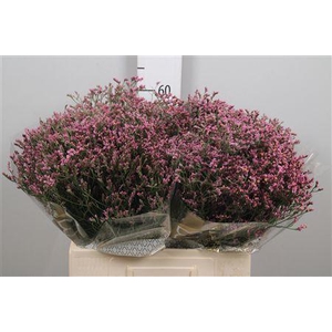 Lim Sin Tiffany Diamond