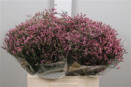 Lim Sin Tiffany Diamond