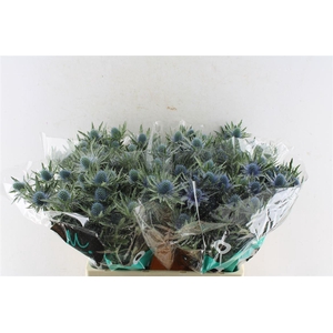 Eryngium Aquarius Qstar 60cm X40