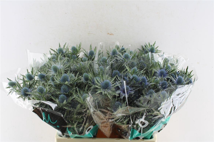 <h4>Eryngium Aquarius Qstar 60cm X40</h4>