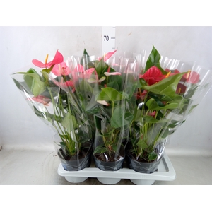 Anthurium   ...mix