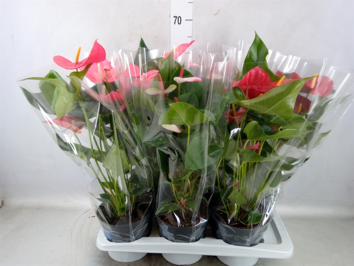 <h4>Anthurium   ...mix</h4>