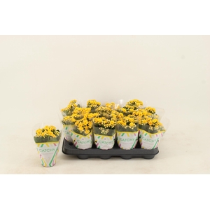 Kalanchoe Double Yellow