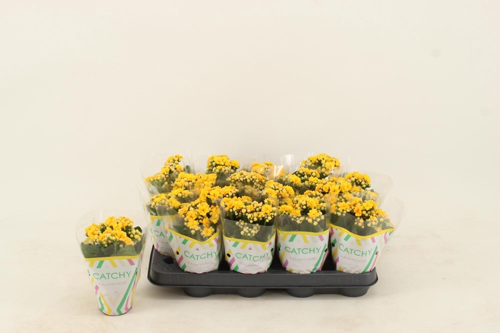 <h4>Kalanchoe Double Yellow</h4>