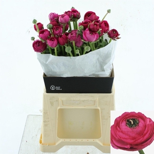 RAN SUCCESS COLORADO