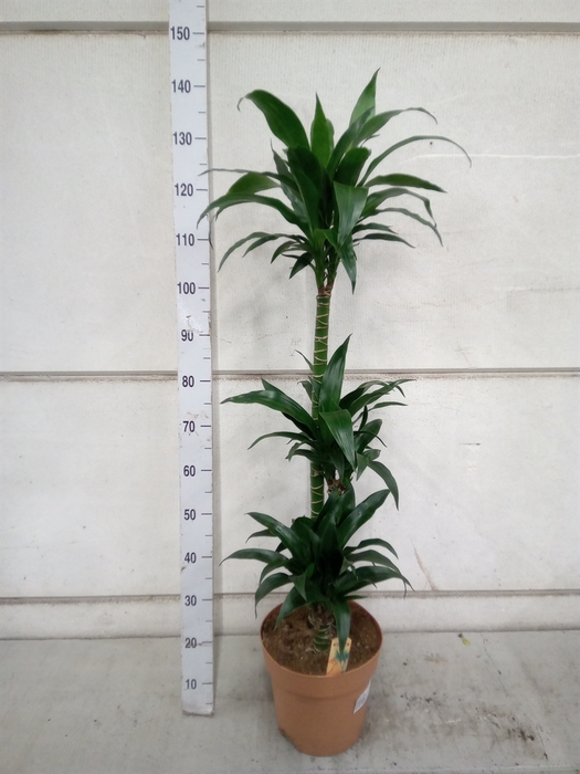 <h4>Dracaena frag.   ...</h4>