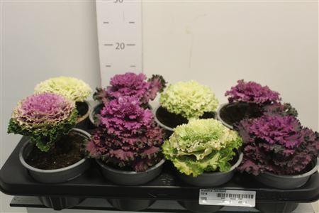 <h4>Brassica (sierkool)</h4>