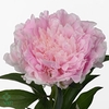 Paeonia pink giant