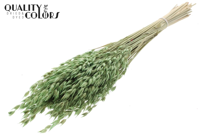 Avena Premium per bunch Light Green