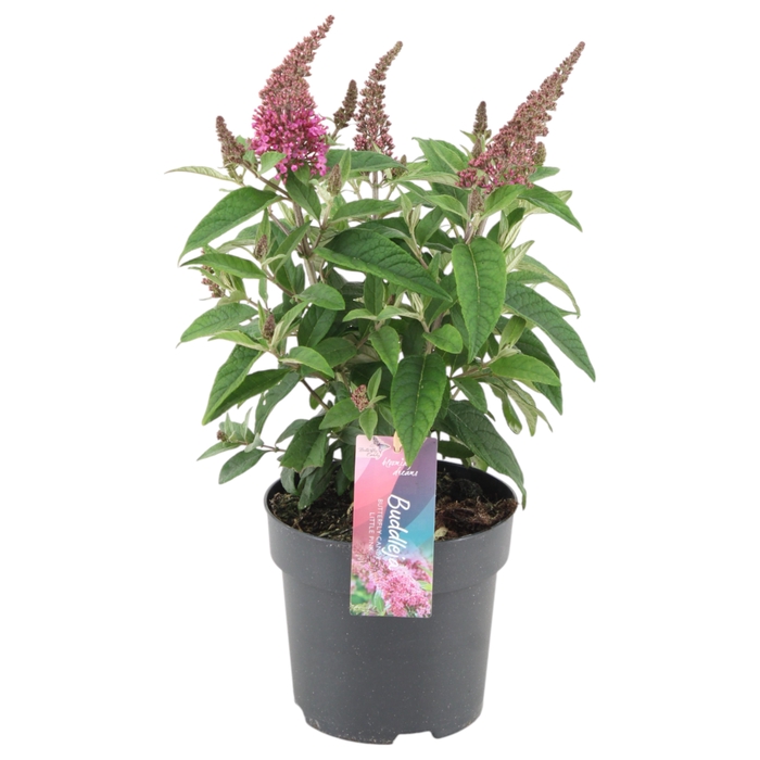 <h4>Buddleja Candy 'Little Pink' p17 (PT)</h4>