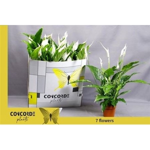 Spathiphyllum 'Sweet Chico'