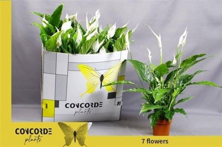 <h4>Spathiphyllum 'Sweet Chico'</h4>