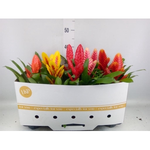 Vriesea   ...mix 8
