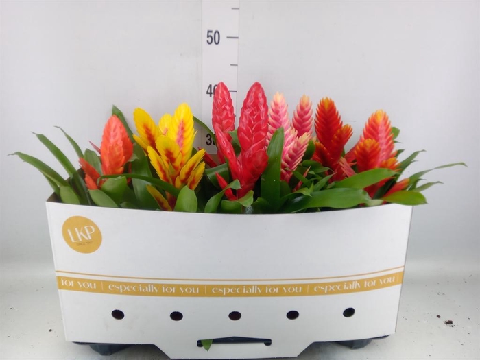 <h4>Vriesea   ...mix 8</h4>